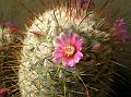 Pincushion Cactus